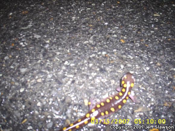 Spotted Salamander (Ambystoma maculatum)