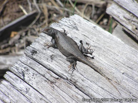 Plateau Fence Lizard (Sceloporus tristichus)