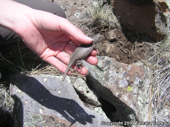 Plateau Fence Lizard (Sceloporus tristichus)