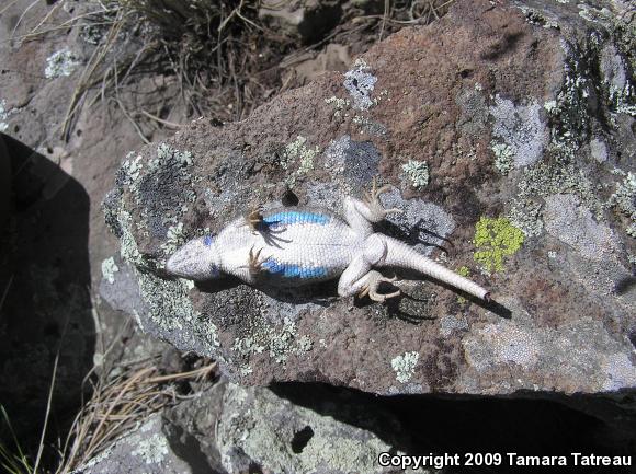 Plateau Fence Lizard (Sceloporus tristichus)