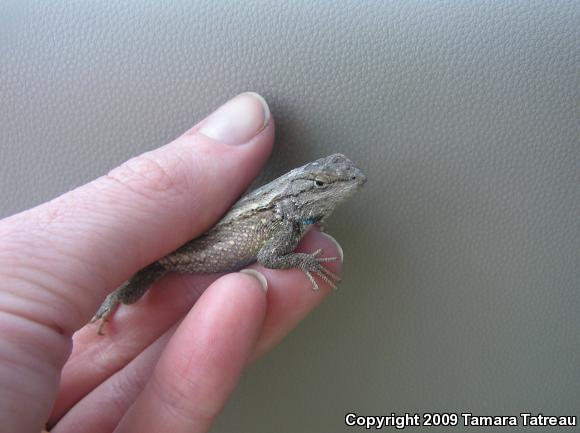 Plateau Fence Lizard (Sceloporus tristichus)