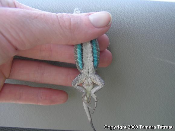 Plateau Fence Lizard (Sceloporus tristichus)