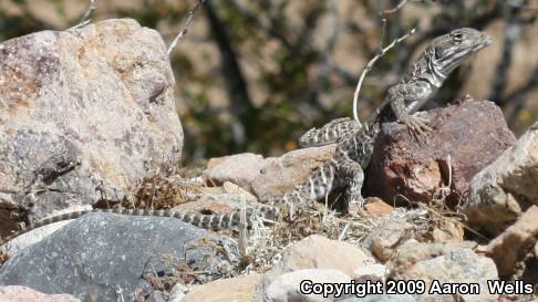 Long-nosed Leopard Lizard (Gambelia wislizenii wislizenii)