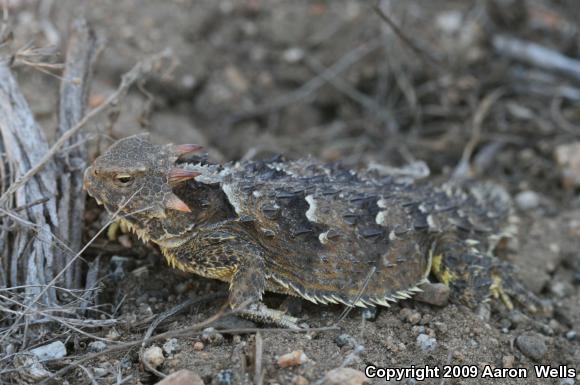 Blainville's Horned Lizard (Phrynosoma blainvillii)