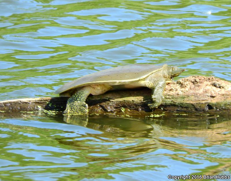 Western Spiny Softshell (Apalone spinifera hartwegi)