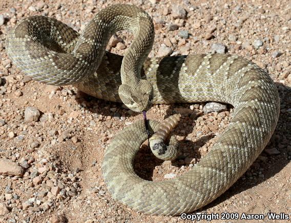 Mohave Rattlesnake (Crotalus scutulatus)