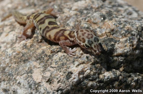 Desert Banded Gecko (Coleonyx variegatus variegatus)