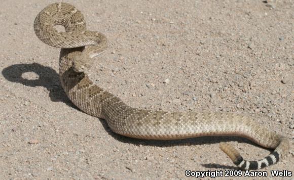 Western Diamond-backed Rattlesnake (Crotalus atrox)