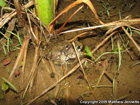 Cope's Gray Treefrog (Hyla chrysoscelis)