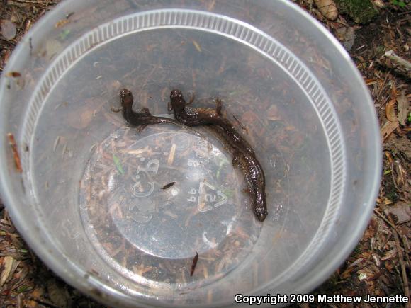 Northern Dusky Salamander (Desmognathus fuscus)