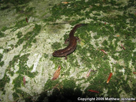 Northern Dusky Salamander (Desmognathus fuscus)