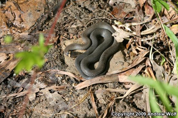 Northern Ring-necked Snake (Diadophis punctatus edwardsii)