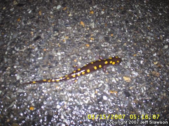 Spotted Salamander (Ambystoma maculatum)