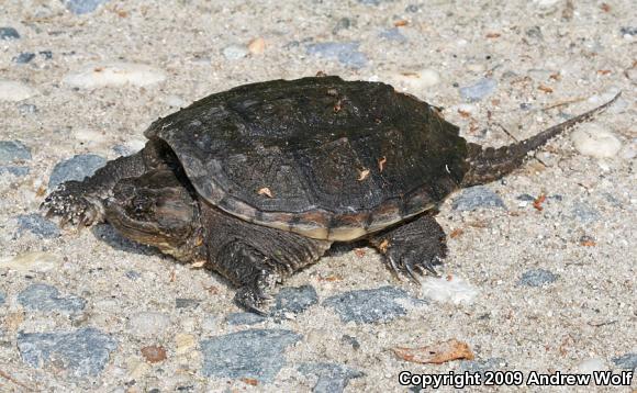 Eastern Snapping Turtle (Chelydra serpentina serpentina)