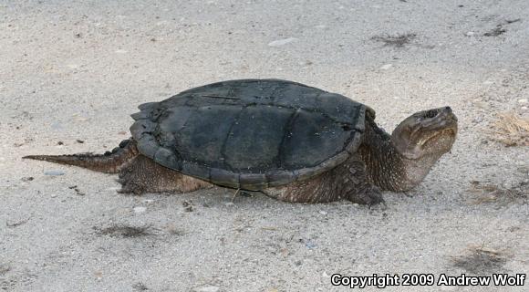 Eastern Snapping Turtle (Chelydra serpentina serpentina)