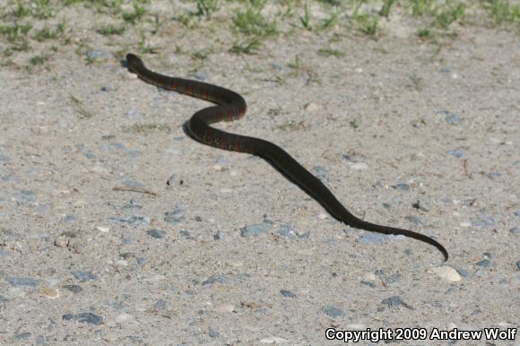 Northern Watersnake (Nerodia sipedon sipedon)