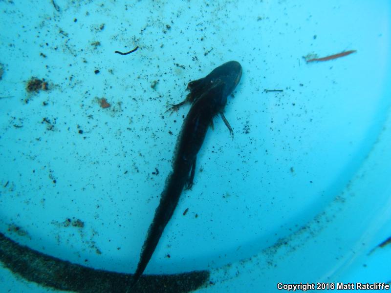 Peninsula Newt (Notophthalmus viridescens piaropicola)