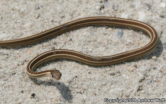 Eastern Ribbonsnake (Thamnophis sauritus sauritus)