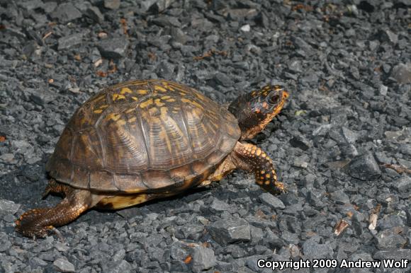 Eastern Box Turtle (Terrapene carolina carolina)