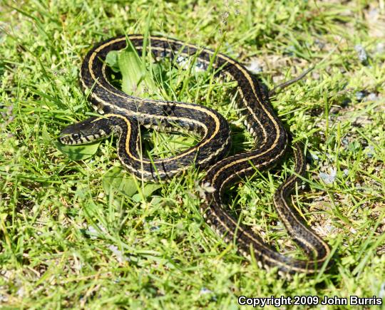 Plains Gartersnake (Thamnophis radix)