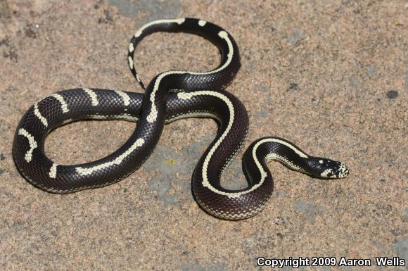 California Kingsnake (Lampropeltis getula californiae)