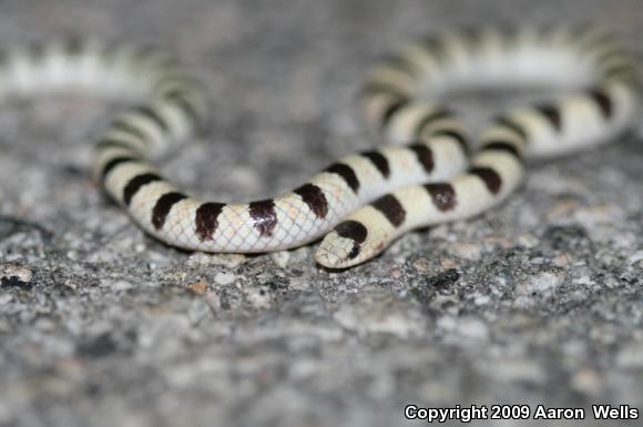 Mojave Shovel-nosed Snake (Chionactis occipitalis occipitalis)