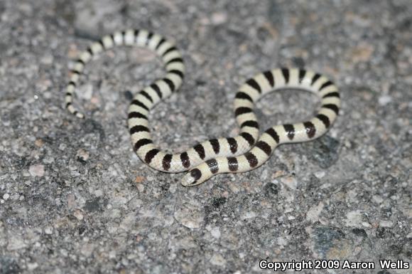 Mojave Shovel-nosed Snake (Chionactis occipitalis occipitalis)