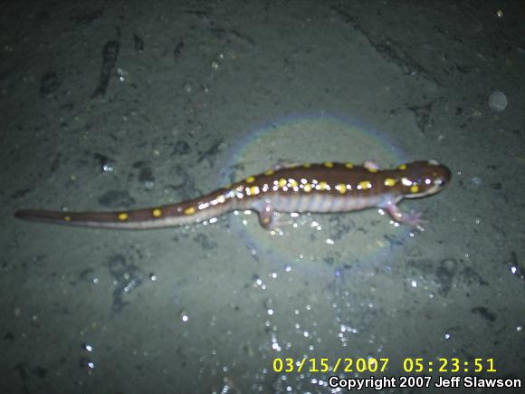 Spotted Salamander (Ambystoma maculatum)