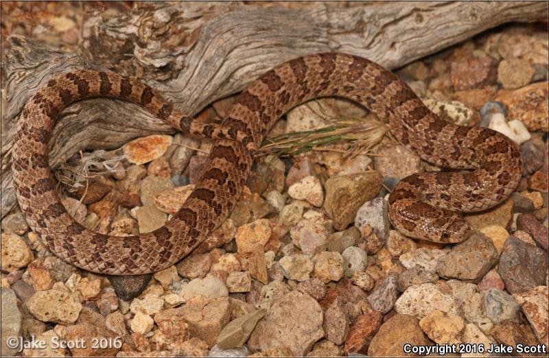 Chihuahuan Hook-nosed Snake (Gyalopion canum)