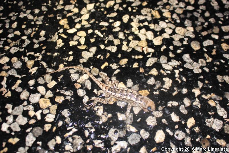 Texas Spiny Lizard (Sceloporus olivaceus)