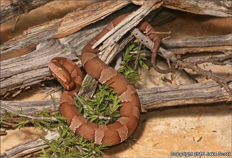 Trans-Pecos Copperhead (Agkistrodon contortrix pictigaster)