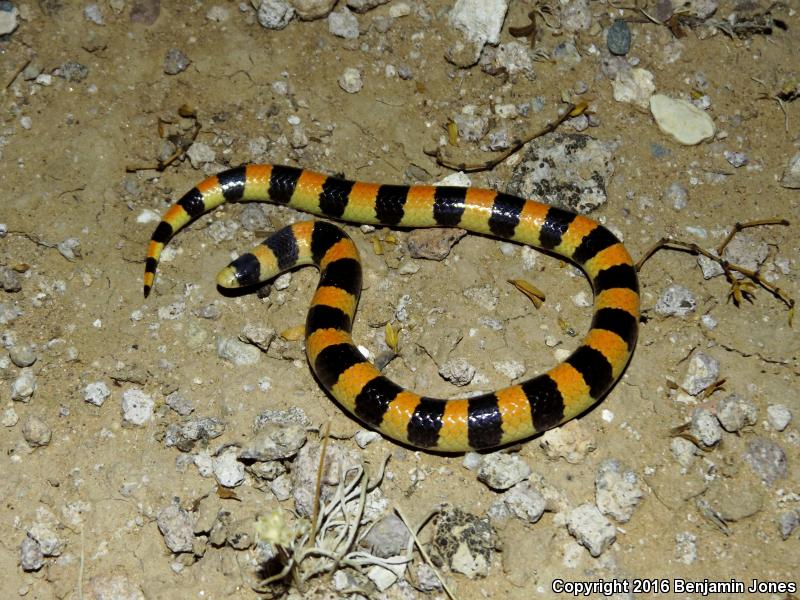 Variable Sandsnake (Chilomeniscus stramineus)