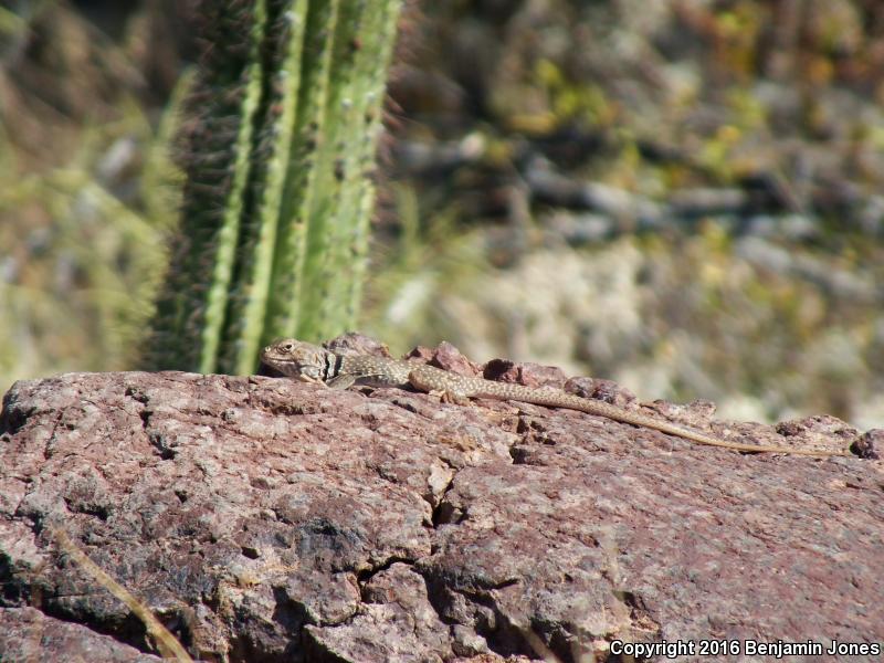 Sonoran Collared Lizard (Crotaphytus nebrius)