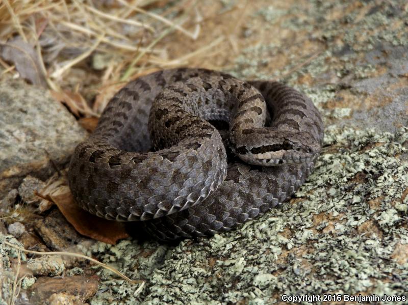 Twin-spotted Rattlesnake (Crotalus pricei)