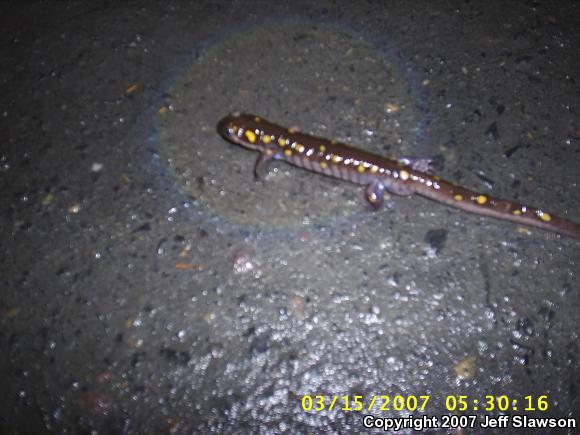 Spotted Salamander (Ambystoma maculatum)