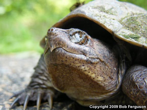 Eastern Snapping Turtle (Chelydra serpentina serpentina)