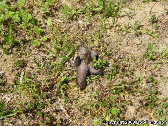 Eastern Snapping Turtle (Chelydra serpentina serpentina)