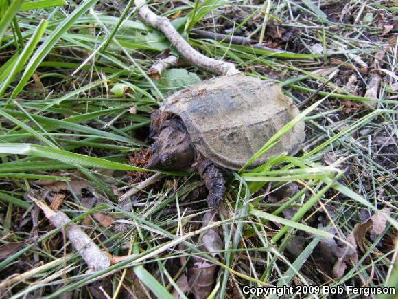 Eastern Snapping Turtle (Chelydra serpentina serpentina)