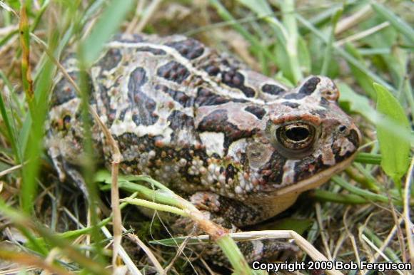 Fowler's Toad (Anaxyrus fowleri)