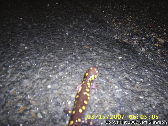 Spotted Salamander (Ambystoma maculatum)