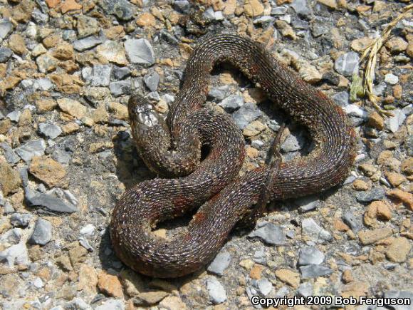 Northern Watersnake (Nerodia sipedon sipedon)