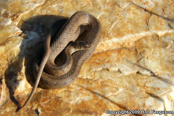 Northern Brownsnake (Storeria dekayi dekayi)