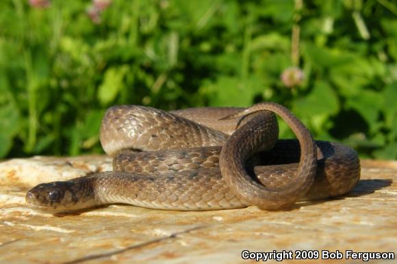 Northern Brownsnake (Storeria dekayi dekayi)