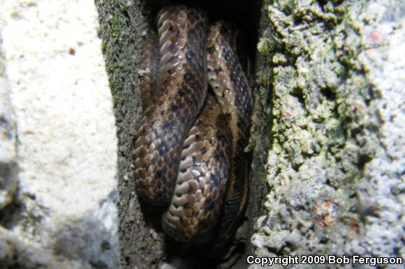 Eastern Gartersnake (Thamnophis sirtalis sirtalis)