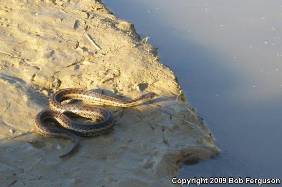 Eastern Gartersnake (Thamnophis sirtalis sirtalis)