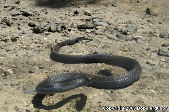 Northern  Black Racer (Coluber constrictor constrictor)