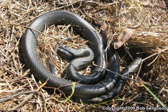 Northern  Black Racer (Coluber constrictor constrictor)