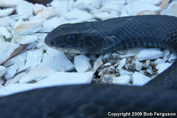 Northern  Black Racer (Coluber constrictor constrictor)