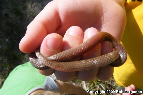 Eastern Wormsnake (Carphophis amoenus amoenus)