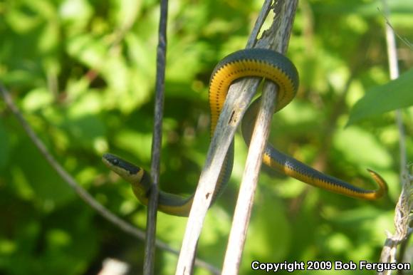 Southern Ring-necked Snake (Diadophis punctatus punctatus)